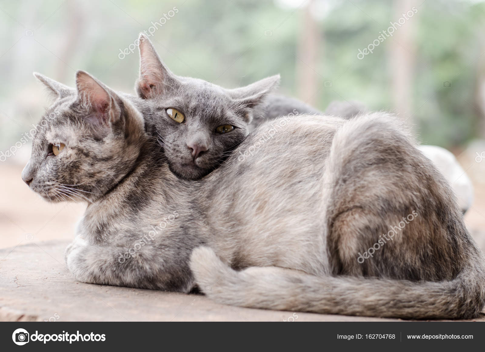 Chat couple dorment ensemble sur la table en bois \u2014 Image de nungning20
