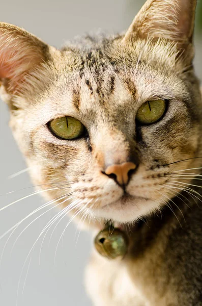 Närbild på katt ansikte ser, söta djur och husdjur — Stockfoto