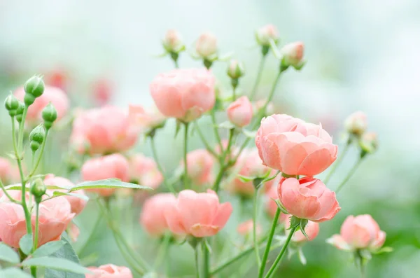 Roze rozen bloeien bloesem in een tuin — Stockfoto