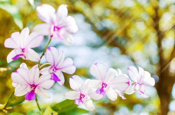 Flor hermosa de la orquídea florece en la mañana con la luz del sol — Foto de Stock
