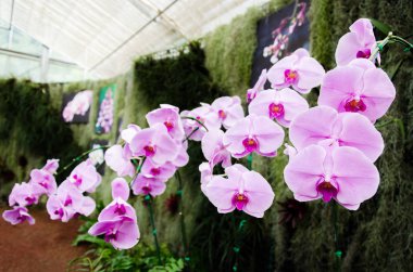 Mor Phalaenopsis orkide çiçeği bir Bahçe