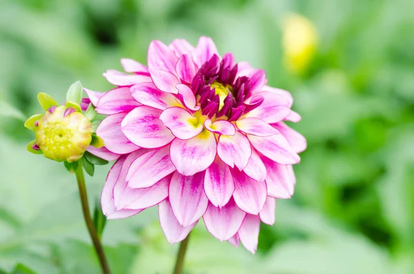 Flor de dalia rosa en un jardín — Foto de Stock