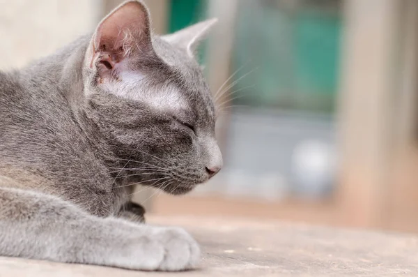 Gatto grigio sta dormendo sul legno, animale carino e animale domestico — Foto Stock