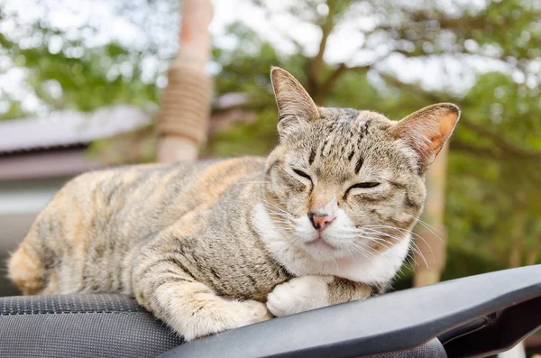 Lindo gato durmiendo en el asiento de la motocicleta, animal y mascota — Foto de Stock