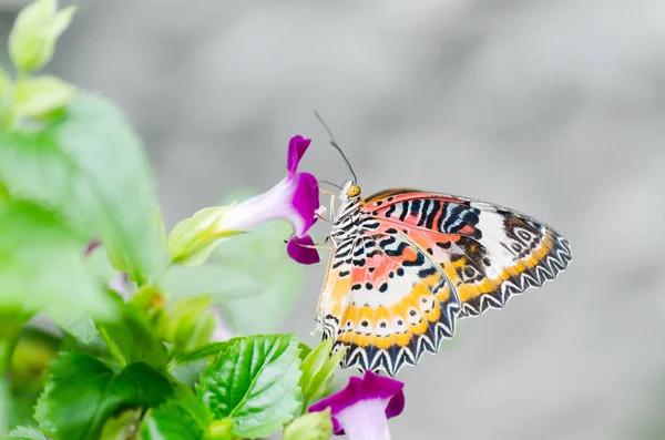 Güzel kelebek çiçek pollinating