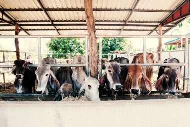 İnekler bir cowshed pirinç saman yiyor
