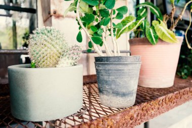 Dekorasyon için küçük bir tencerede büyüyen kaktüs