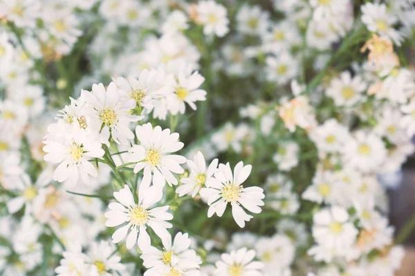 Witte schaar bloem bloesem — Stockfoto
