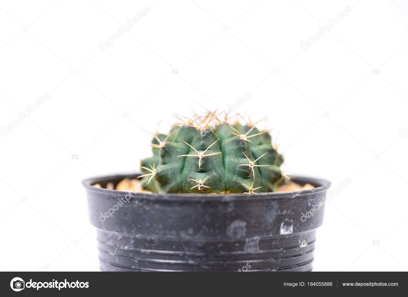 Cactus Small Pot Isolated White Background Decoration Plant