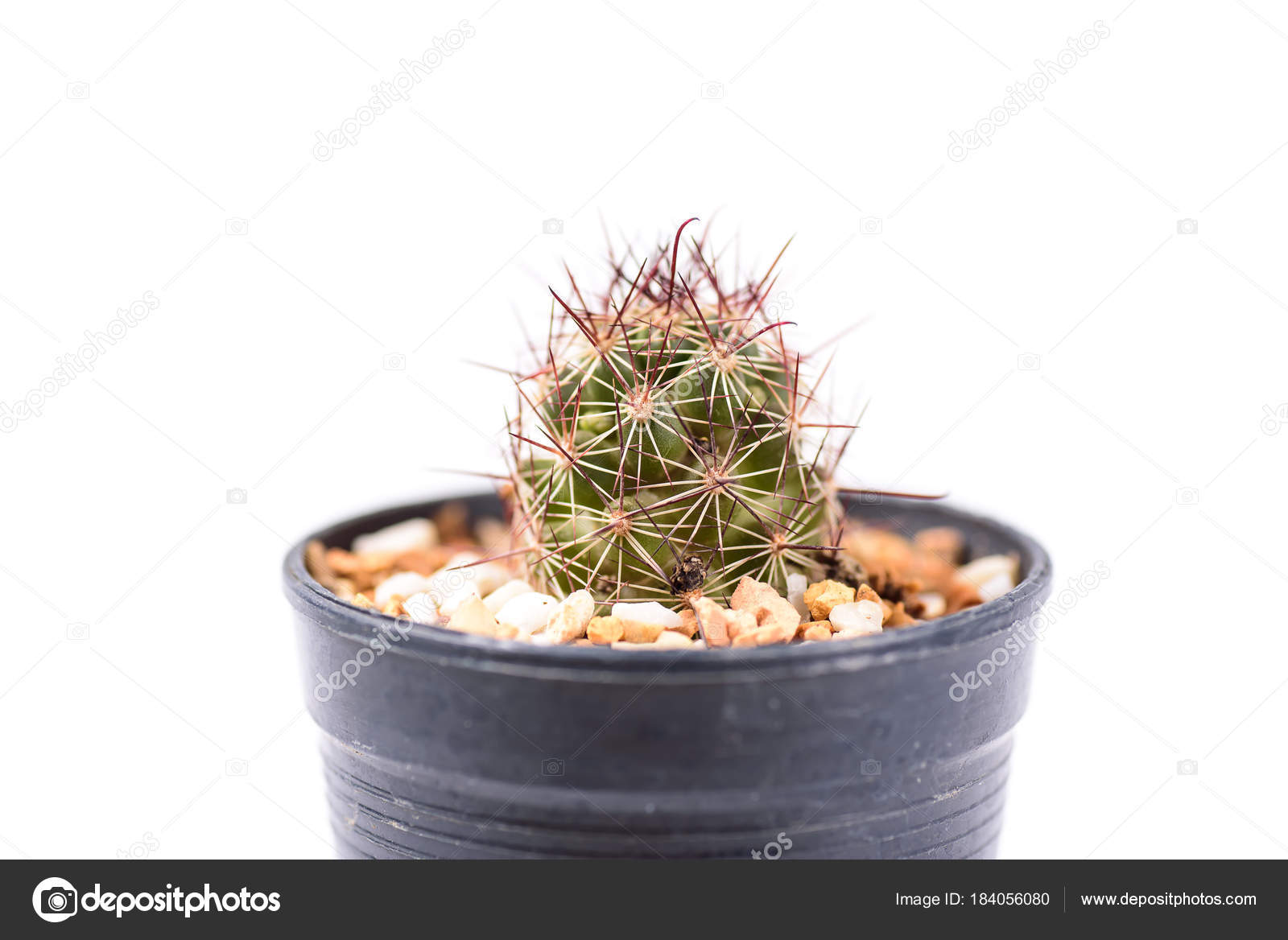 Cactus Small Pot Isolated White Background Decoration Plant