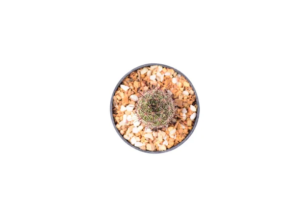 Cactus Kleine Pot Geïsoleerd Een Witte Achtergrond Decoratie Plant Bovenaanzicht — Stockfoto