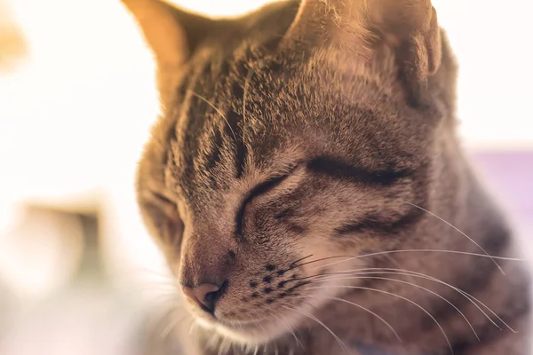 Коричневий Кішка Спить Обличчя — стокове фото