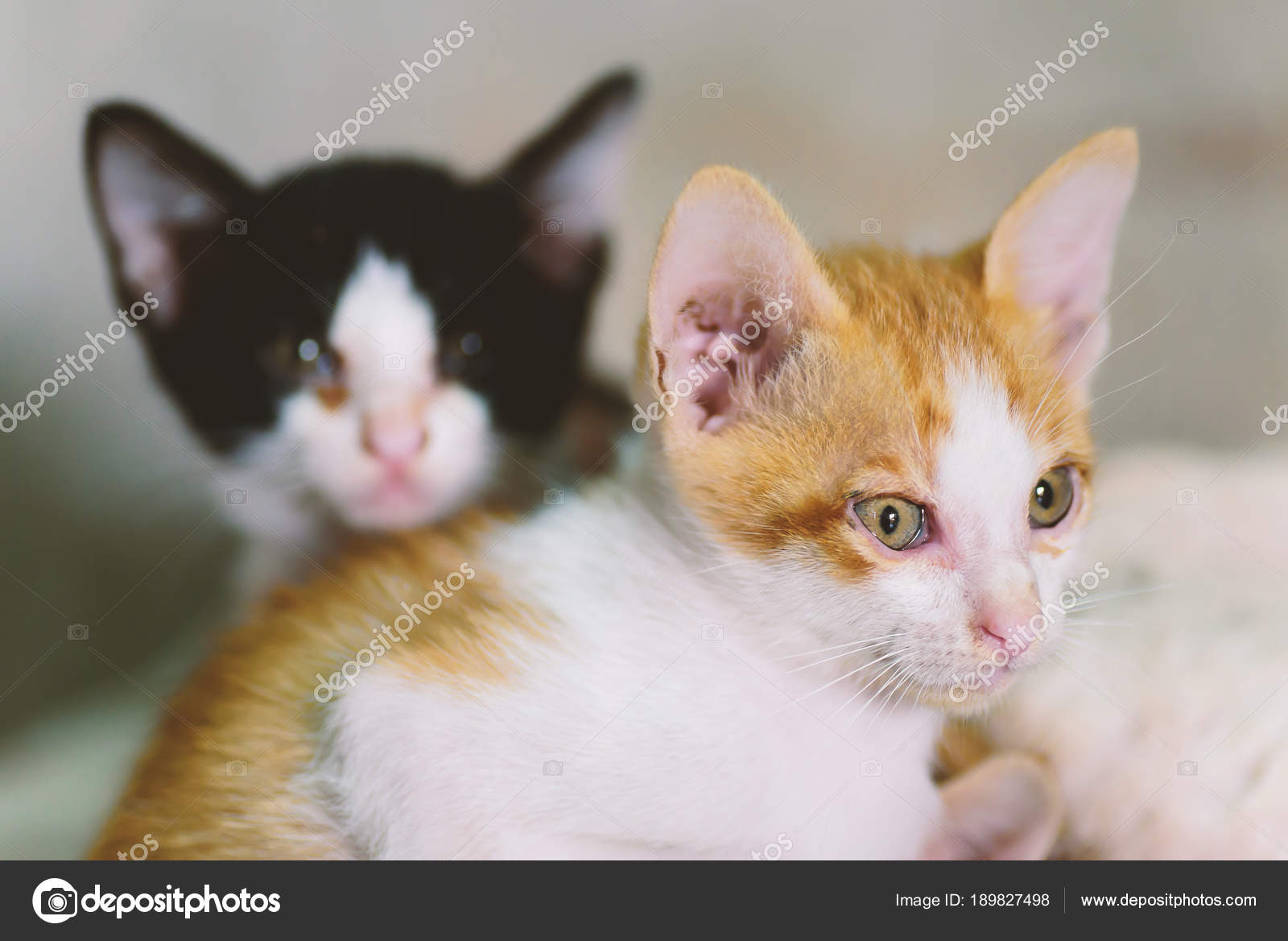 匹の子猫 自宅でかわいい動物 ストック写真 C Nungning