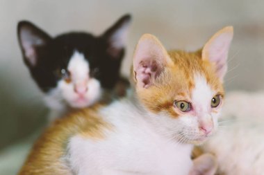 İki yavru kedi, sevimli hayvan evde