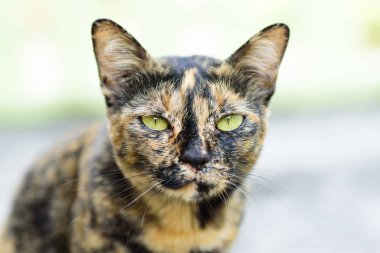 Şirin kedi kameraya, Tay kedi arıyorum