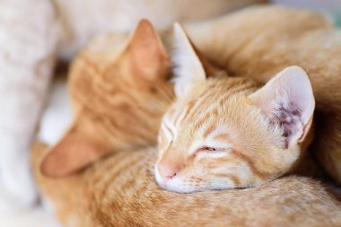 Zencefil cats birlikte, evde beslenen hayvan evde yatıyor musun