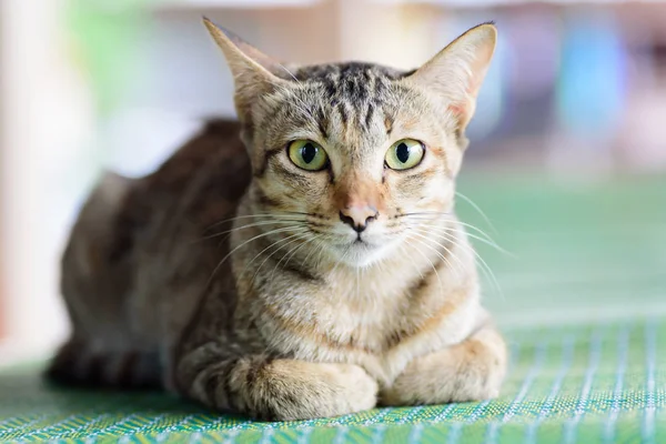 Cute cat sitting on the mat, pet at home