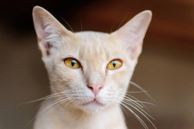 Sevimli evcil hayvan evde, Tay kedi kedi yüzü, yakın çekim