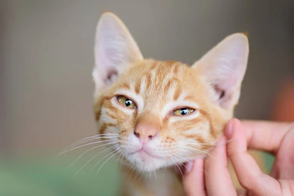 Hand Playing Ginger Cat Face Pet Home — Stock Photo, Image
