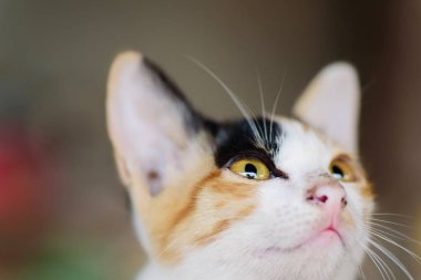 Sevimli evcil hayvan üç renkli kedi yüzü, yakın çekim