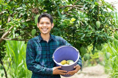 Genç Asyalı çiftçi Mango meyve organik grupta toplama