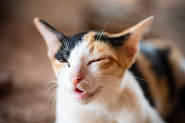 Sevimli evcil hayvan üç renkli kedi yüzü, yakın çekim