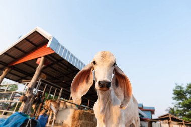 Çiftlikte beyaz buzağı