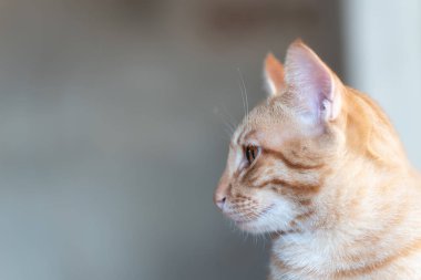 Zencefilli kedinin yan görünüşü Kopyalama alanı olan bir şeye bakıyor