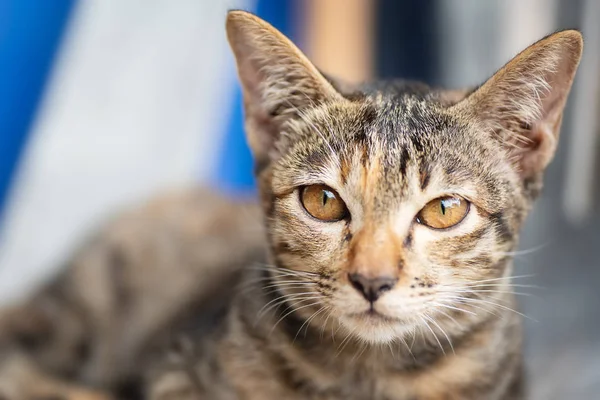 Sarı gözlü tekir kedi kameraya bakıyor.