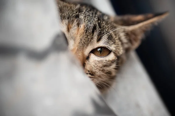 Tabby Katze Blickt Kamera Halbes Gesicht — Stockfoto