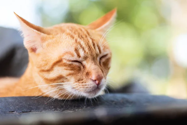 Gros Plan Gingembre Chat Dort Plein Air — Photo