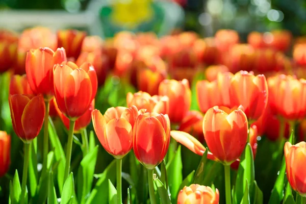 Mooie Tulp Bloem Bloesem Bloementuin — Stockfoto