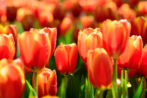 Mooie Tulp Bloem Bloesem Bloementuin — Stockfoto