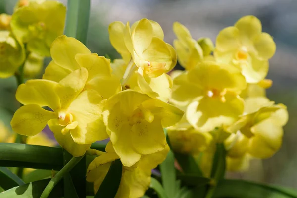 Piękne Żółte Storczyki Kwitną Ogrodzie Kwiatów — Zdjęcie stockowe