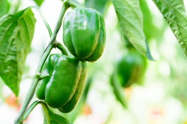 Yeşil çan biberi bitkisi organik sebze bahçesinde yetişiyor.