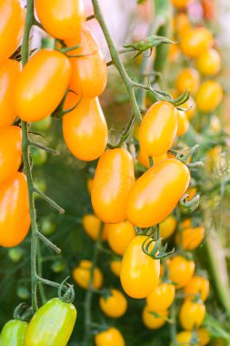 Sarı kiraz domates bitkisi organik sebze bahçesinde yetişiyor.