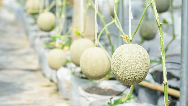 泰国温室农场种植的瓜果 — 图库照片