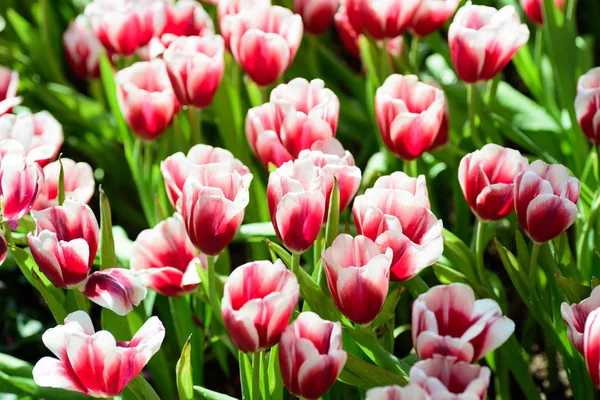 Όμορφο Κόκκινο Και Λευκό Λουλούδι Τουλίπα Ανθίσει Στον Κήπο Λουλουδιών — Φωτογραφία Αρχείου