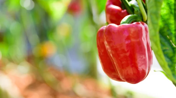 Red bell pepper plant growing in organic vegetable garden