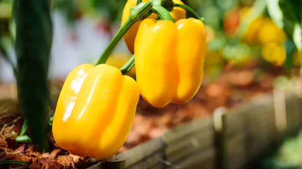 Yellow bell pepper plant growing in organic vegetable garden