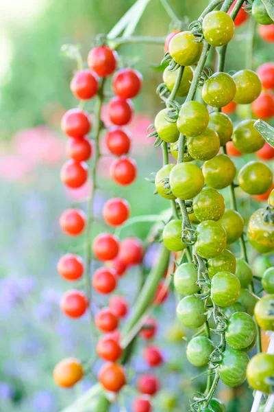 有机蔬菜园中的绿色和红色西红柿种植 — 图库照片