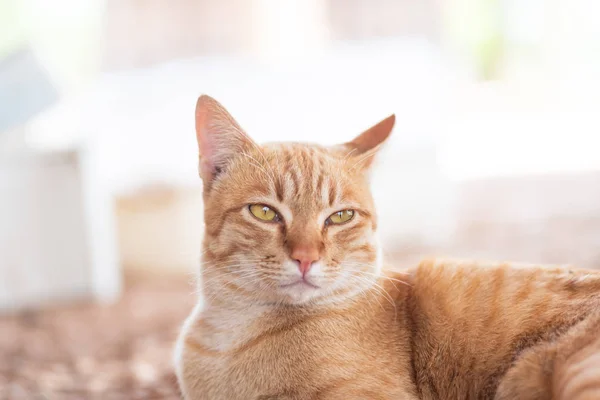Close Ginger Cat Looking Something Cute Pets — Stock Photo, Image