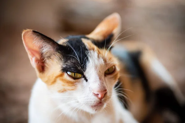 Close Tricolor Cat Face Cute Pet Home — Stock fotografie