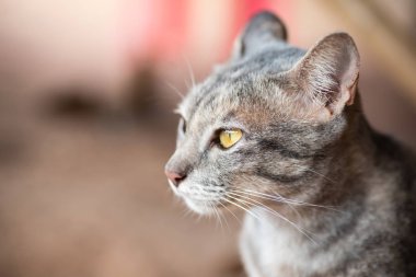 Şirin Tekir kedi bir şey arıyor, evcil hayvan.