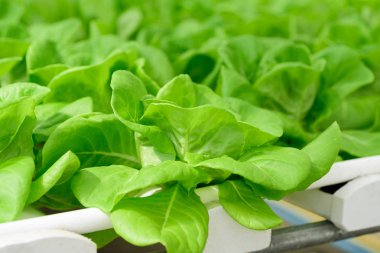 Serada yetişen sebzeler (Butterhead marulu)