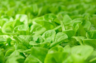 Serada yetişen bitkiler (Butterhead marulu)