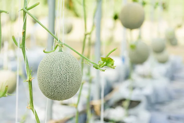泰国温室农场种植的瓜果 — 图库照片