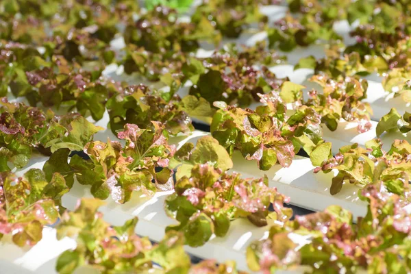 Hydroponics vegetables plant (red oak lettuce) growing in greenhouse
