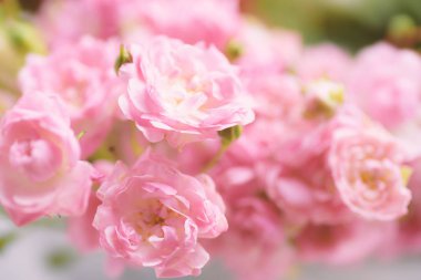 Güzel pembe güller çiçek açar arka plan için