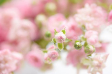 Güzel pembe güller çiçek açar arka plan için